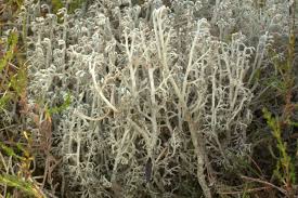 Attēlu rezultāti vaicājumam “Cladonia stygia”