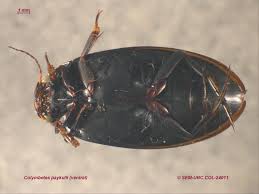 Attēlu rezultāti vaicājumam “Colymbetes paykulli”