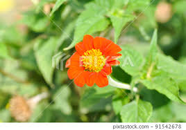 Image result for Zinnia violacea
