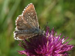 Attēlu rezultāti vaicājumam “Pyrgus serratulae upperside”