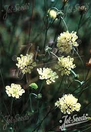 Image result for Scabiosa ochroleuca