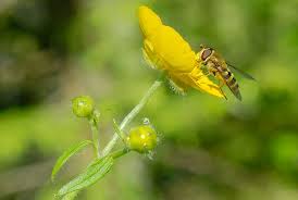 Attēlu rezultāti vaicājumam “Ranunculus lanuginosus leaf”