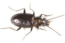 Attēlu rezultāti vaicājumam “Bembidion quadrimaculatum”