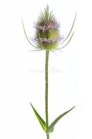 Image result for Dipsacus silvestris