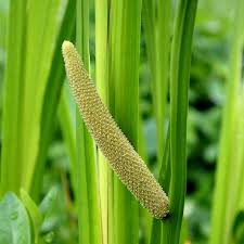 Attēlu rezultāti vaicājumam “Acorus calamus”