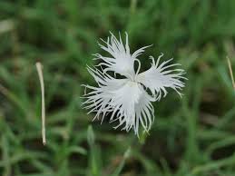 Attēlu rezultāti vaicājumam “Dianthus arenarius bud”