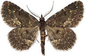 Attēlu rezultāti vaicājumam “Parascotia fuliginaria”