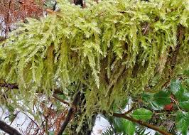 Attēlu rezultāti vaicājumam “Isothecium myosuroides”