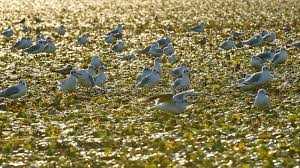 Attēlu rezultāti vaicājumam “Trapaceae”