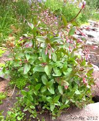 Attēlu rezultāti vaicājumam “Epilobium palustre fruit”