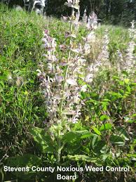 Image result for Salvia sclarea