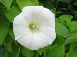Attēlu rezultāti vaicājumam “Calystegia inflata flower”