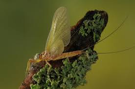 Attēlu rezultāti vaicājumam “Heptagenia sulphurea”