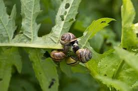 Attēlu rezultāti vaicājumam “Arianta arbustorum”
