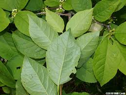 Attēlu rezultāti vaicājumam “Libanotis montana leaf”