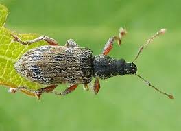 Attēlu rezultāti vaicājumam “Polydrusus tereticollis”