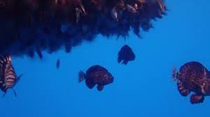 Image result for Schedophilus ovalis