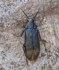 Attēlu rezultāti vaicājumam “Melandrya dubia”