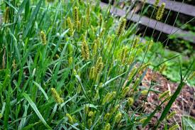 Attēlu rezultāti vaicājumam “Setaria viridis”