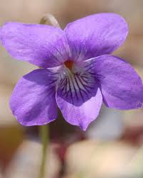 Image result for violet