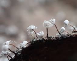 Attēlu rezultāti vaicājumam “Physarum luteolum macro”