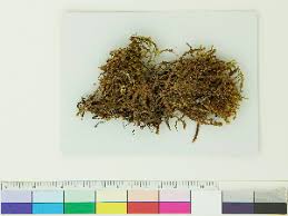 Attēlu rezultāti vaicājumam “Scapania lingulata”