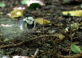 Attēlu rezultāti vaicājumam “Motacilla alba nest”
