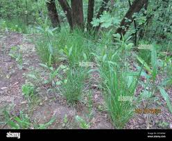 Attēlu rezultāti vaicājumam “Poa nemoralis leaf”