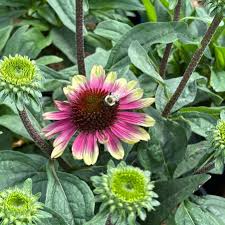 Image result for Echinacea purpurea