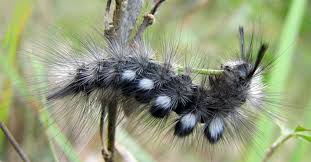 Attēlu rezultāti vaicājumam “Gynaephora selenitica”