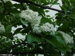 Attēlu rezultāti vaicājumam “Sorbus aria”