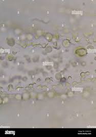 Attēlu rezultāti vaicājumam “Arcyria affinis”