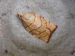 Attēlu rezultāti vaicājumam “Archips podana female”