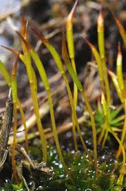 Attēlu rezultāti vaicājumam “Tortula subulata sporophyte”