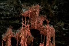 Attēlu rezultāti vaicājumam “Heterotrichia oerstedii (syn. Arcyria oerstedii) spores”