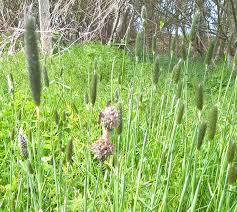 Attēlu rezultāti vaicājumam “Breidleria pratensis”