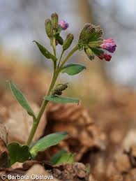 Attēlu rezultāti vaicājumam “Pulmonaria obscura leaf”