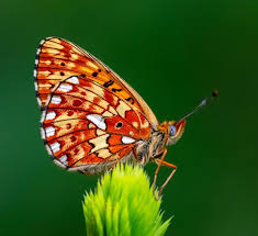 Attēlu rezultāti vaicājumam “Coenonympha arcania underside”