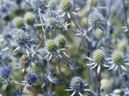 Image result for Alpendistel