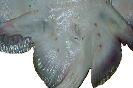 Image result for Raja straeleni