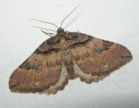 Attēlu rezultāti vaicājumam “Earophila badiata”