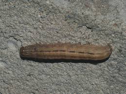 Attēlu rezultāti vaicājumam “Noctuidae”