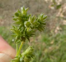 Attēlu rezultāti vaicājumam “Scleranthus annuus flower”