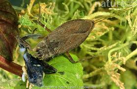 Attēlu rezultāti vaicājumam “Nepa cinerea”