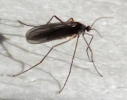 Attēlu rezultāti vaicājumam “Cecidomyiidae”