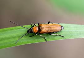 Attēlu rezultāti vaicājumam “Anogcodes melanurus”