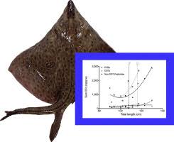 Image result for Dipturus laevis