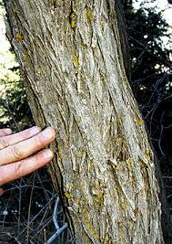 Attēlu rezultāti vaicājumam “Robinia neomexicana fruit”