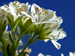 Attēlu rezultāti vaicājumam “Polemoniaceae”