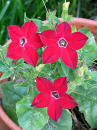 Image result for Nicotiana x sanderae